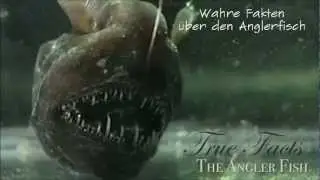 Wahre Fakten &uuml;ber den Anglerfisch