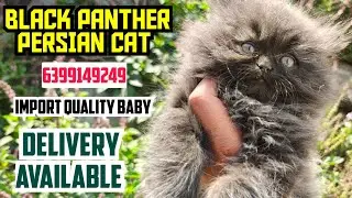 🤯BLACK PANTHER PERSIAN CAT MALE FOR SALE &bull; TRIPLE COAT &bull; SEMI PUNCH FACE &bull; HIGH QUALITY KITTEN 