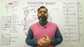 Life cycle of Beef Tapeworm English medium @prof.masoodfuzail| Eucestoda | Proglottid