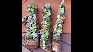 Tronco de suculentas