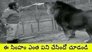 ఈ సింహం ఎంత పని చేసిందో చూడండి | pets That Attacked Their Owner | Pets That Killed Their Owners