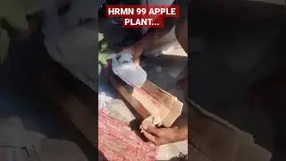 HRMN 99 apple plant from online / #plants #apple #appleplant #gardening #plantreview