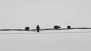 #birds #music #blackandwhite #video #photo 
