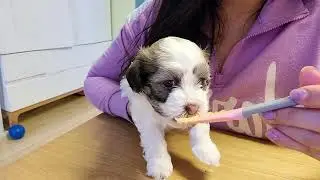 Puppies Learning to Eat Solid Food - Day 32 - Puppies Journey