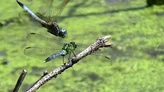 Eastern Pondhawk Dragonfly pooping, perching, mating and laying eggs