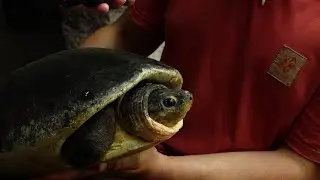 Orl&iacute;cie bornejsk&aacute; v Zoo Praha: Ohroženou ř&iacute;čn&iacute; želvu zachr&aacute;nili před pa&scaron;er&aacute;ky