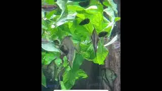 Mono Sebae Fish (Monodactylus sebae) Mangrove Setup #monosebae