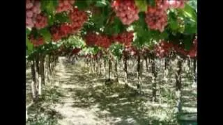 Investment opportunities in Peru | Official Inward Investment Video | EMA of London