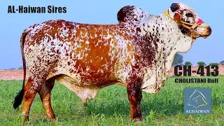 CH-413 | Al-Haiwan Sires Cholistani Bull | Best Semen company in Pakistan | Semen Selection