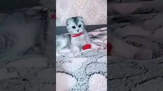 Мия #cat #музыкаонлайн #cute #pets #comedy #котики #memes #котик #kitten #кот