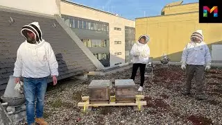 Zwei Bienenv&ouml;lker f&uuml;r die Mainzer Stadtwerke AG