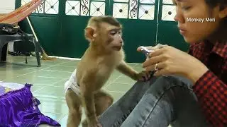 Monkey Mori Dodo Got A Happy Day Together, Dodo Look At Mom Cutting What?
