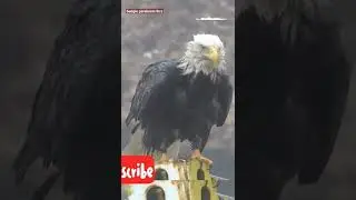 Watch the endurance of the bald eagle in the face of rain and wind