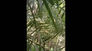 Mikat burung kacer yang sudah SARJANA datang tidak mau kena getah .....seruu bro..!!!