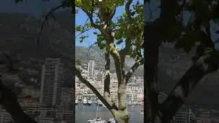 My Trip in Monaco 🇲🇨  #monaco #money #nature #city #fairouz #فيروز