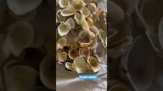 Have you ever collected shells #trending #seashell #ocean #subscribe