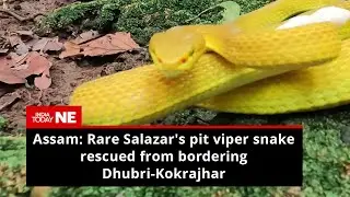 Assam: Rare Salazar's pit viper snake rescued from bordering Dhubri-Kokrajhar district
