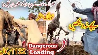 EXCLUSIVE ANGRY Camel Loading Video - Loading of Camel - Runaway Camel at Camel Market  2022
