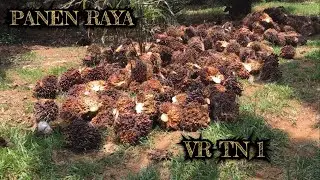 KELAPA SAWIT VRS TN1 BUAHNYA SAMPAI 4 TANDAN DALAM 1 POHON TPH PER HEKTAR PANJANG SEKALI KAYA JALAN