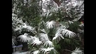 Palm Trees in Snow on Salt Spring Island, Canada