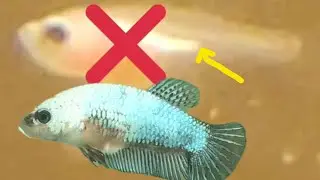 CONFIRMADO PROBLEMA! NADO DE DELFIN ( vegiga natatoria)