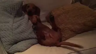 Happiest Dog Ever