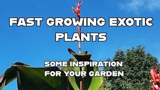 Fast Growing Exotic Plants You Need Now!