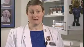 Pain Management in Pets