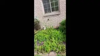 Hernandez Landscaping professional SERVICES call us today at 313-454-7860