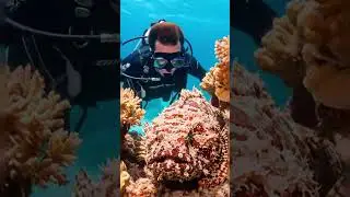Diving next to the deadly Scorpion fish #shortsfeed