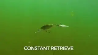 Swimming Action: Rapala X-Rap Shad