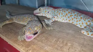 My Tin Gecko  đang phát trực tiếp!