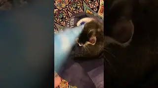 Play time #playtime #kitten #kitty #kittygang #kittenyoutube #subscribe #fyp #babby #boymom 🐾🦴🪀