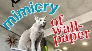 [Russian Blue] The cat mimics gray wallpaper?,Sphinx sitting | Kotetsu cat