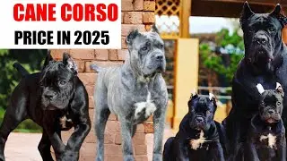 Cane corso Puppies for sale | Cane corso puppy | cropped ear cane corso