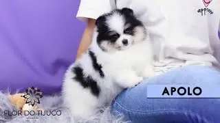 FILHOTE DE SPITZ ALEM&Atilde;O A VENDA - APOLO HIDALGO - MACHO
