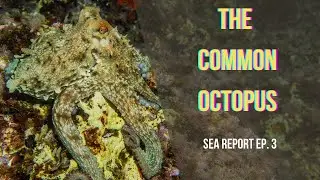Love & Death: an OCTOPUS story (Octopus vulgaris) | Sea Report ep. 3