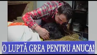 LUPTA GREA să o salvăm pe BIVOLIȚA ANUCA de la MOARTE! #OrășeanLaȚară!