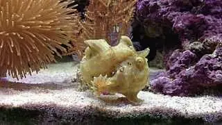 Wardskin Anglerfish 