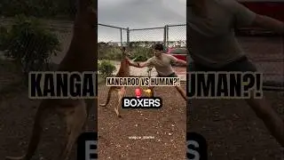 Kangaroo WWE 🥊🦘 Nature&rsquo;s Fighters!#shorts