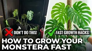 How to Grow Your Monstera Fast