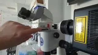 Multichannel Fluorescence and Brightfield imaging Zeiss ZEN