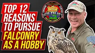 3.6 Top 12 Reasons to pursue Falconry as a Hobby! #falconry #birdsofprey