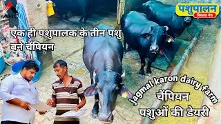 एक ही पशुपालक के तीन पशु बने चैंपियन | चैंपियन पशुओं की डेयरी | Jagmal karon dairy farm Kaithal