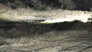 July 02- Question of the night--  Is this a Honey Badger