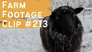 Farm Footage - Clip #213 - First Big Snowfall of 2025-2026 Winter
