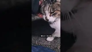 猫ハウスで凍える冬の夜をしのぐ地域猫 #野良猫 #捨て猫