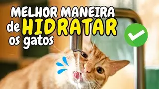 Fa&ccedil;a isso e seu gato vai beber o DOBRO de &aacute;gua (funciona de verdade)
