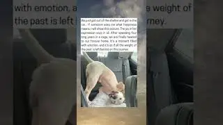 Dog&rsquo;s Joyful Ride to Forever Home After 4 Years in Shelter Melts Hearts