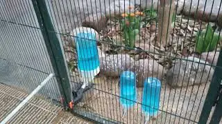 ASÍ ES MI VOLADERO DE JUBILACIÓN